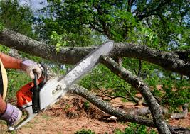 Reliable Durand, WI  Tree Services Solutions