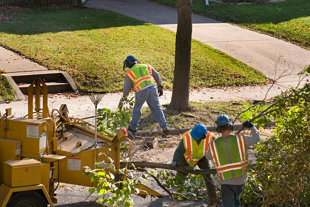 Best Fruit Tree Pruning  in Durand, WI