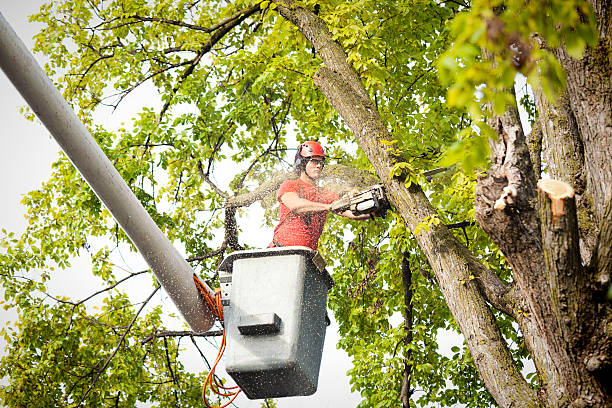 Best Storm Damage Tree Cleanup  in Durand, WI