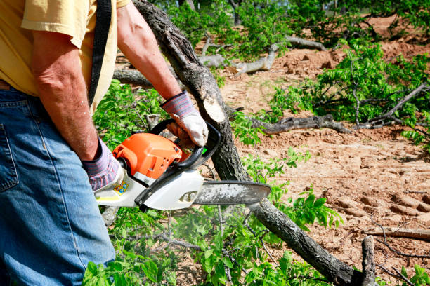 Best Tree Maintenance Programs  in Durand, WI